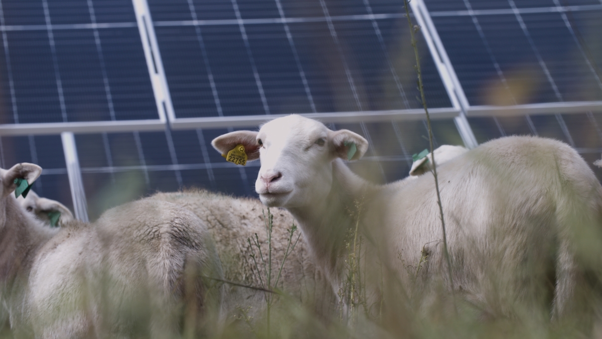Panels and pasture: Sheep play a unique role in the clean energy